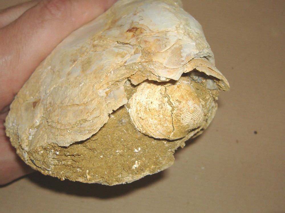 Isognomon maxillatus (Lamarck, 1801 ) - Pliocene - Asti